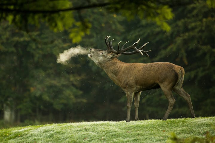 Red Deer