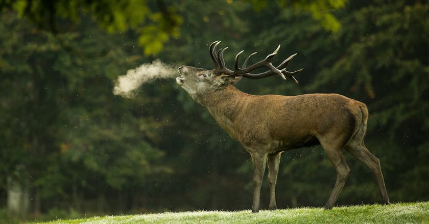 Vista panorâmica de Red Deer