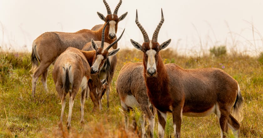 Vista panorâmica de Grahamstown